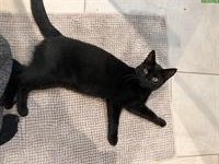 Schwarze Katze (weiblich) sucht ein Zuhause mit Freigang
