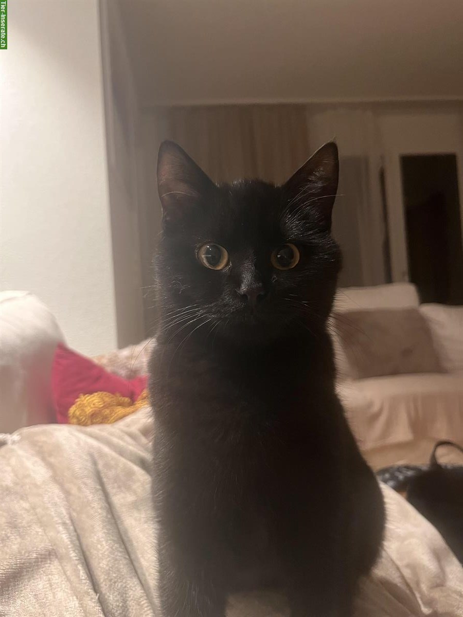 Bild 2: Schwarze Katze (weiblich) sucht ein Zuhause mit Freigang