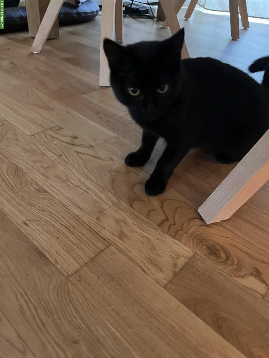Bild 3: Schwarze Katze (weiblich) sucht ein Zuhause mit Freigang