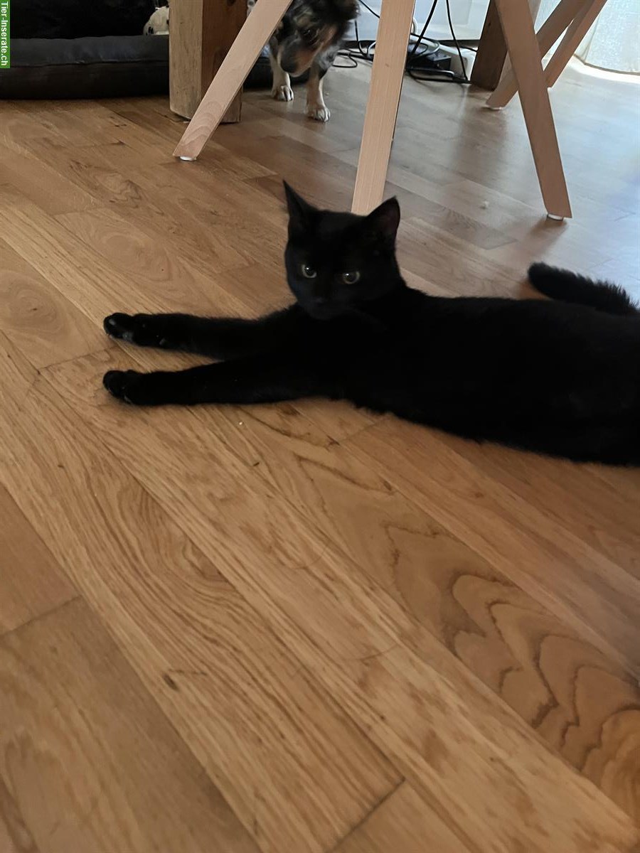 Bild 4: Schwarze Katze (weiblich) sucht ein Zuhause mit Freigang