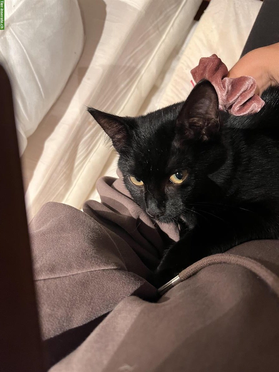 Bild 5: Schwarze Katze (weiblich) sucht ein Zuhause mit Freigang