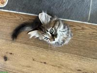 Maine Coon x sibirische Waldkatze Kitten