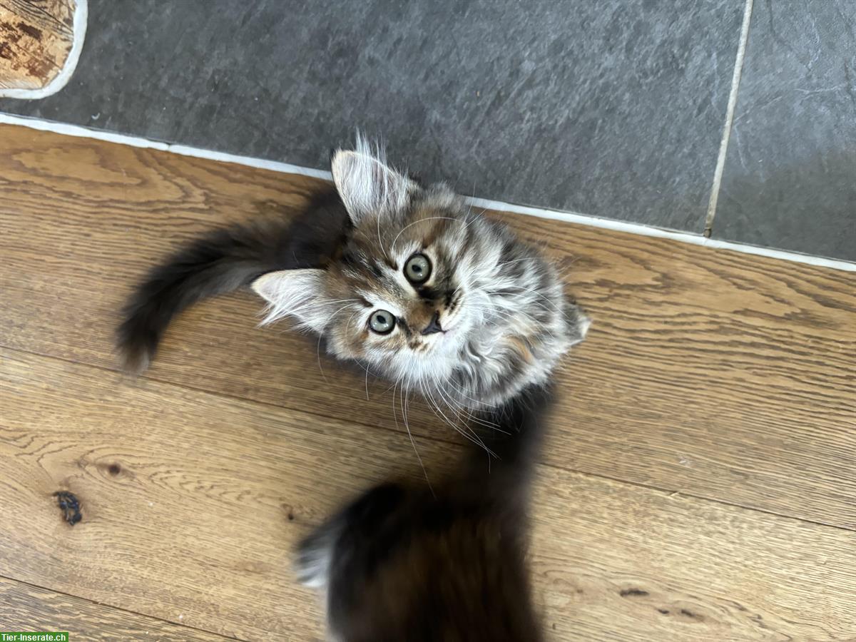 Bild 2: Maine Coon x sibirische Waldkatze Kitten