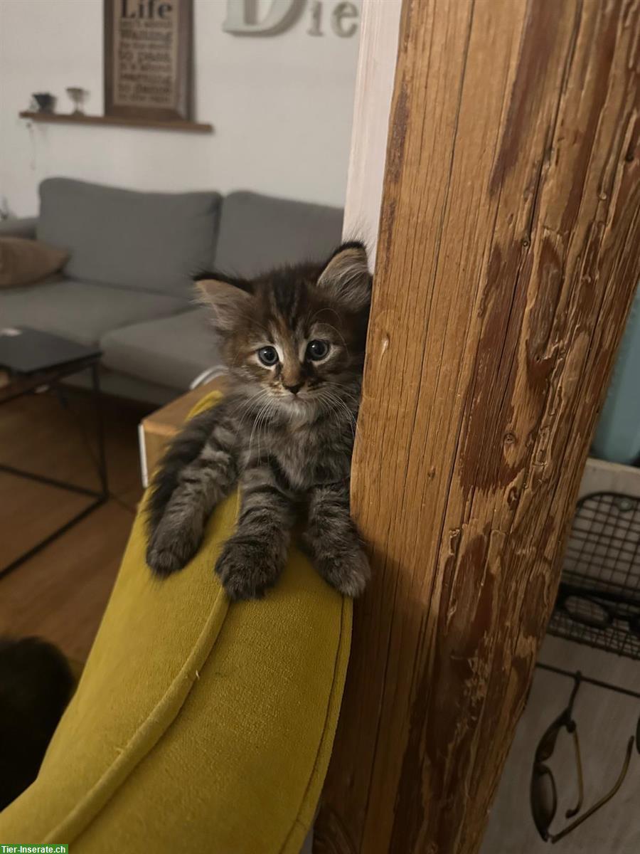 Bild 3: Maine Coon x sibirische Waldkatze Kitten