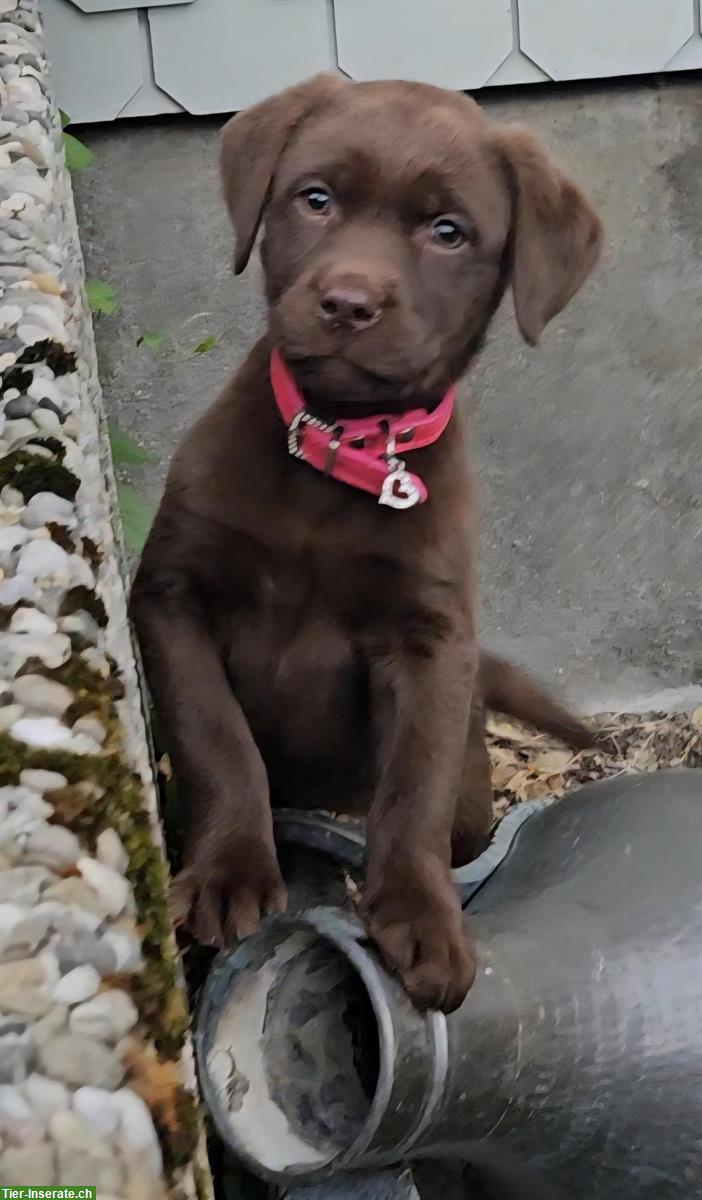 Bild 2: Labrador Welpen suchen IHR Zuhause