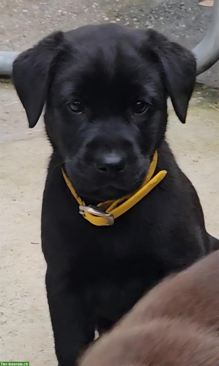 Bild 3: Labrador Welpen suchen IHR Zuhause