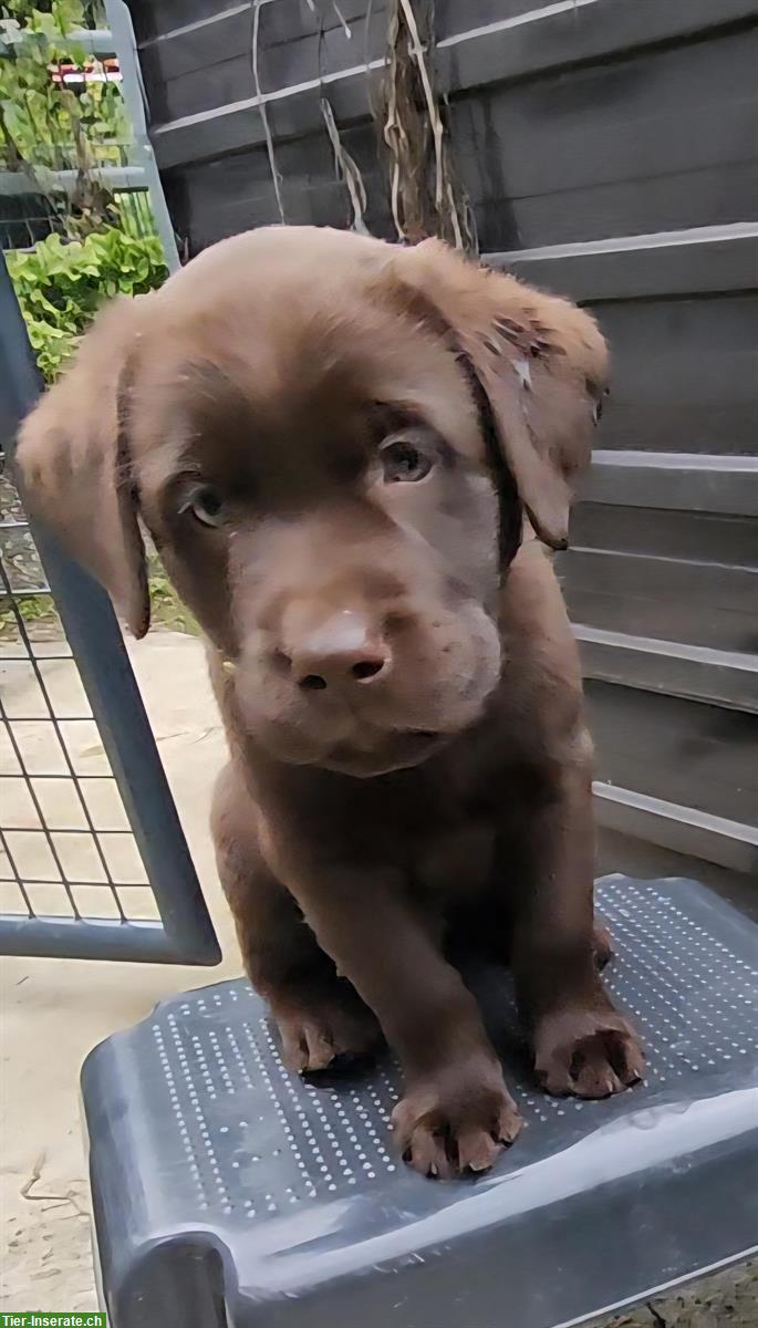 Bild 5: Labrador Welpen suchen IHR Zuhause