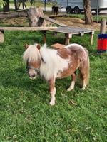 Mini-Shetty Stute zu verkaufen