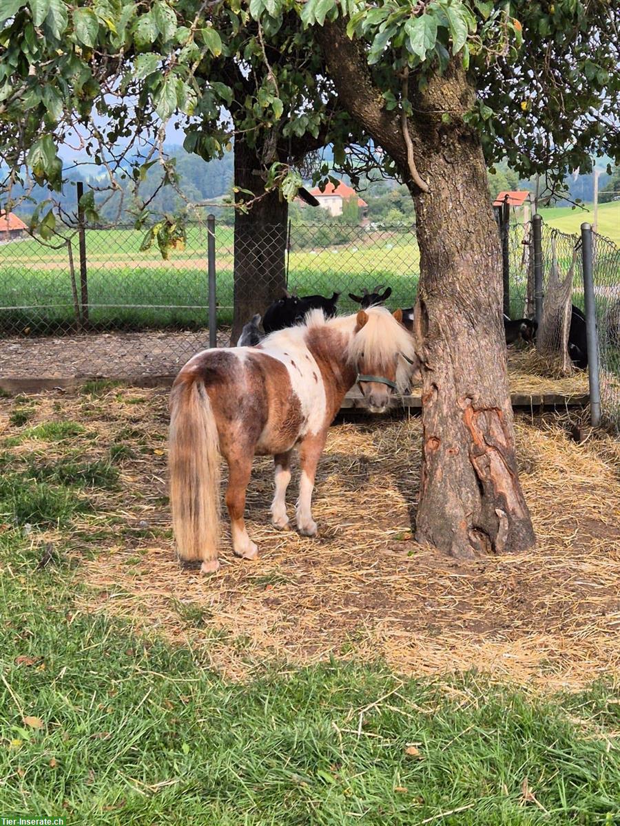 Bild 2: Mini-Shetty Stute zu verkaufen