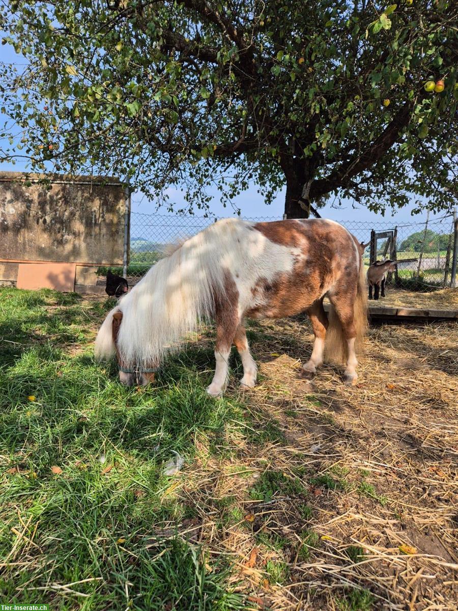 Bild 3: Mini-Shetty Stute zu verkaufen