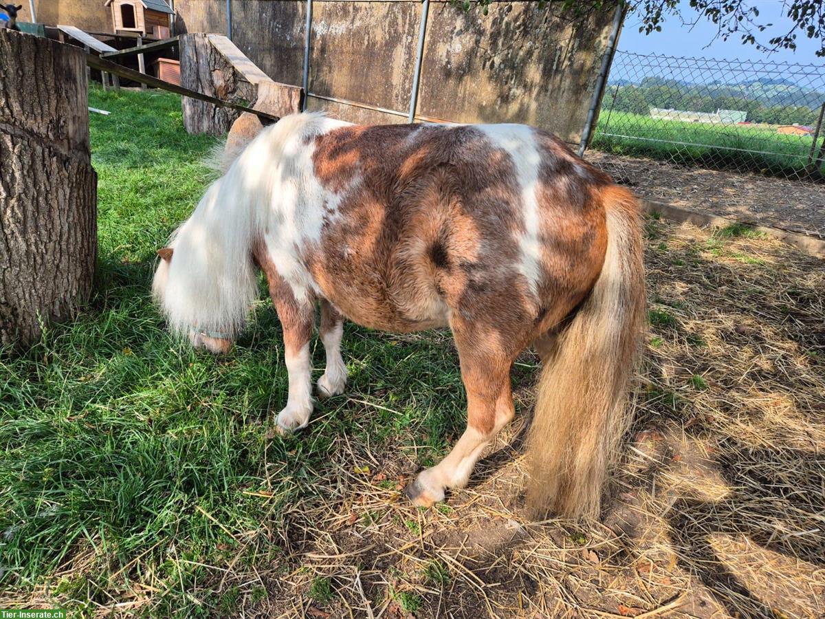 Bild 4: Mini-Shetty Stute zu verkaufen