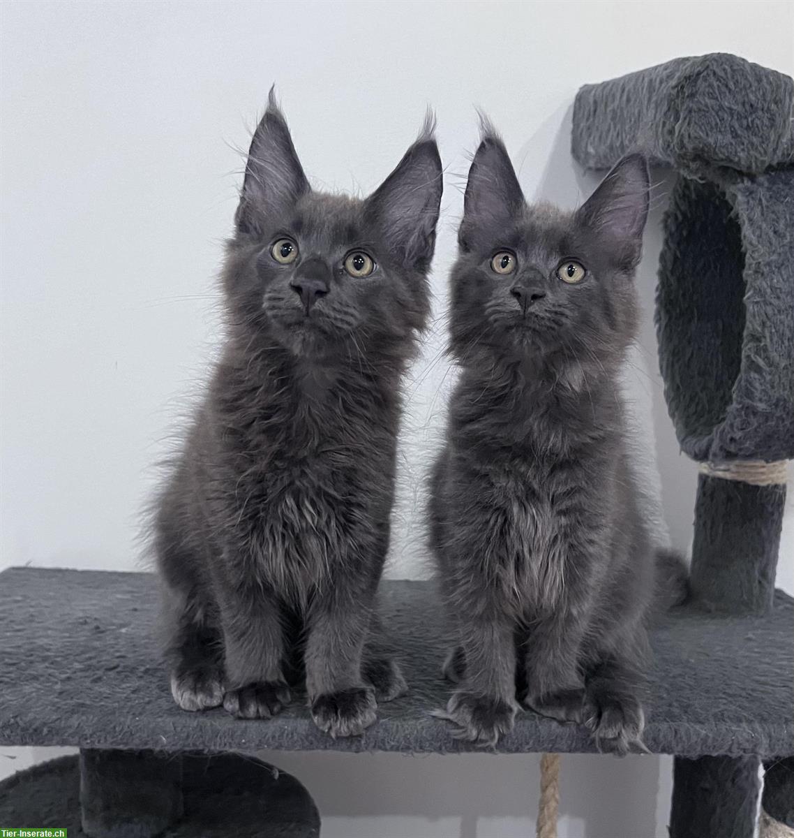 Maine Coon Kitten, reinrassig, sehr verspielt und verschmust