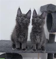 Maine Coon Kitten, reinrassig, sehr verspielt und verschmust