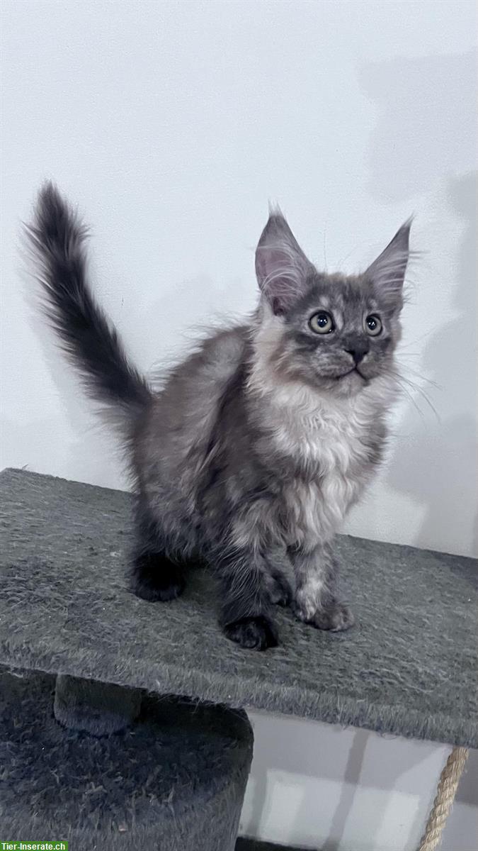 Bild 10: Maine Coon Kitten, reinrassig, sehr verspielt und verschmust