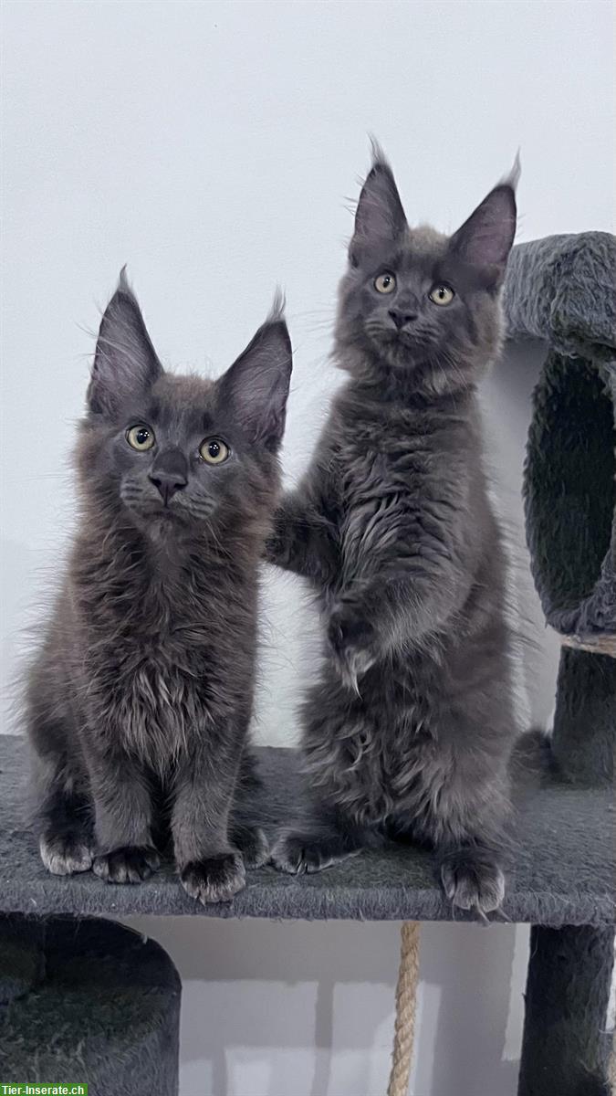 Bild 3: Maine Coon Kitten, reinrassig, sehr verspielt und verschmust