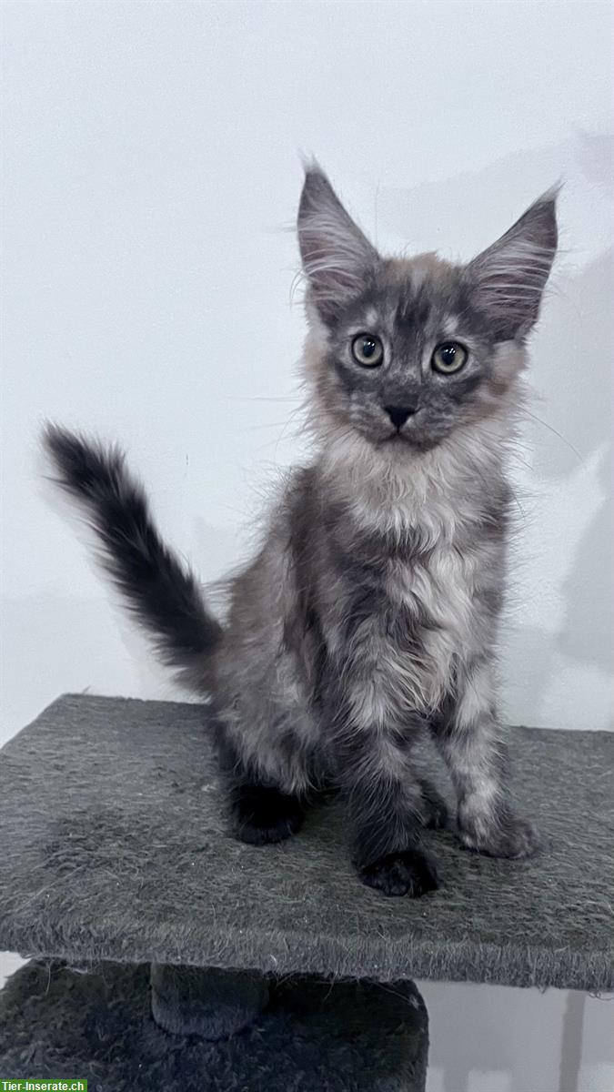Bild 4: Maine Coon Kitten, reinrassig, sehr verspielt und verschmust