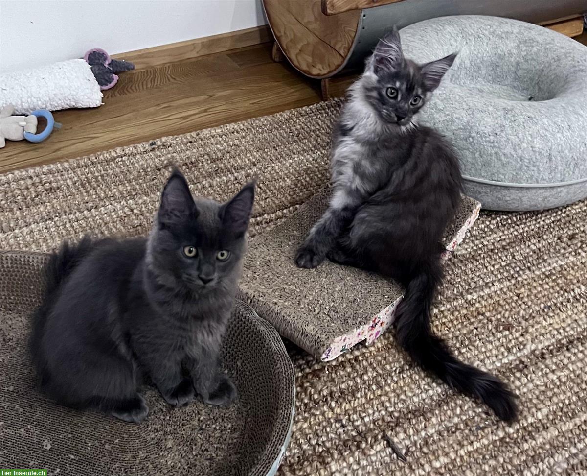 Bild 6: Maine Coon Kitten, reinrassig, sehr verspielt und verschmust