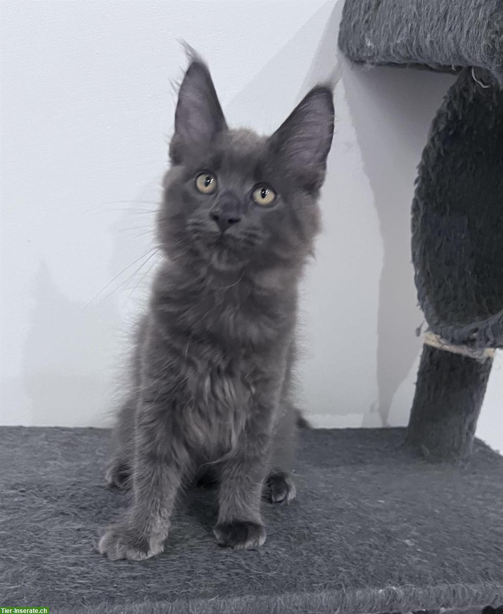 Bild 7: Maine Coon Kitten, reinrassig, sehr verspielt und verschmust