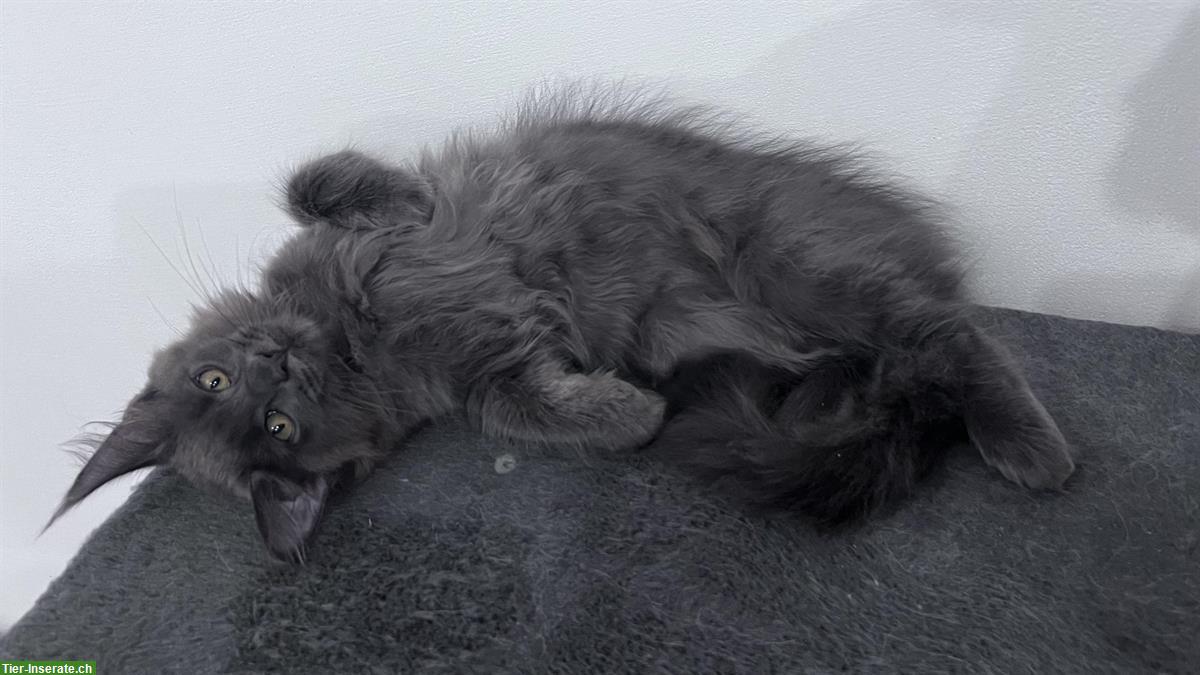 Bild 8: Maine Coon Kitten, reinrassig, sehr verspielt und verschmust
