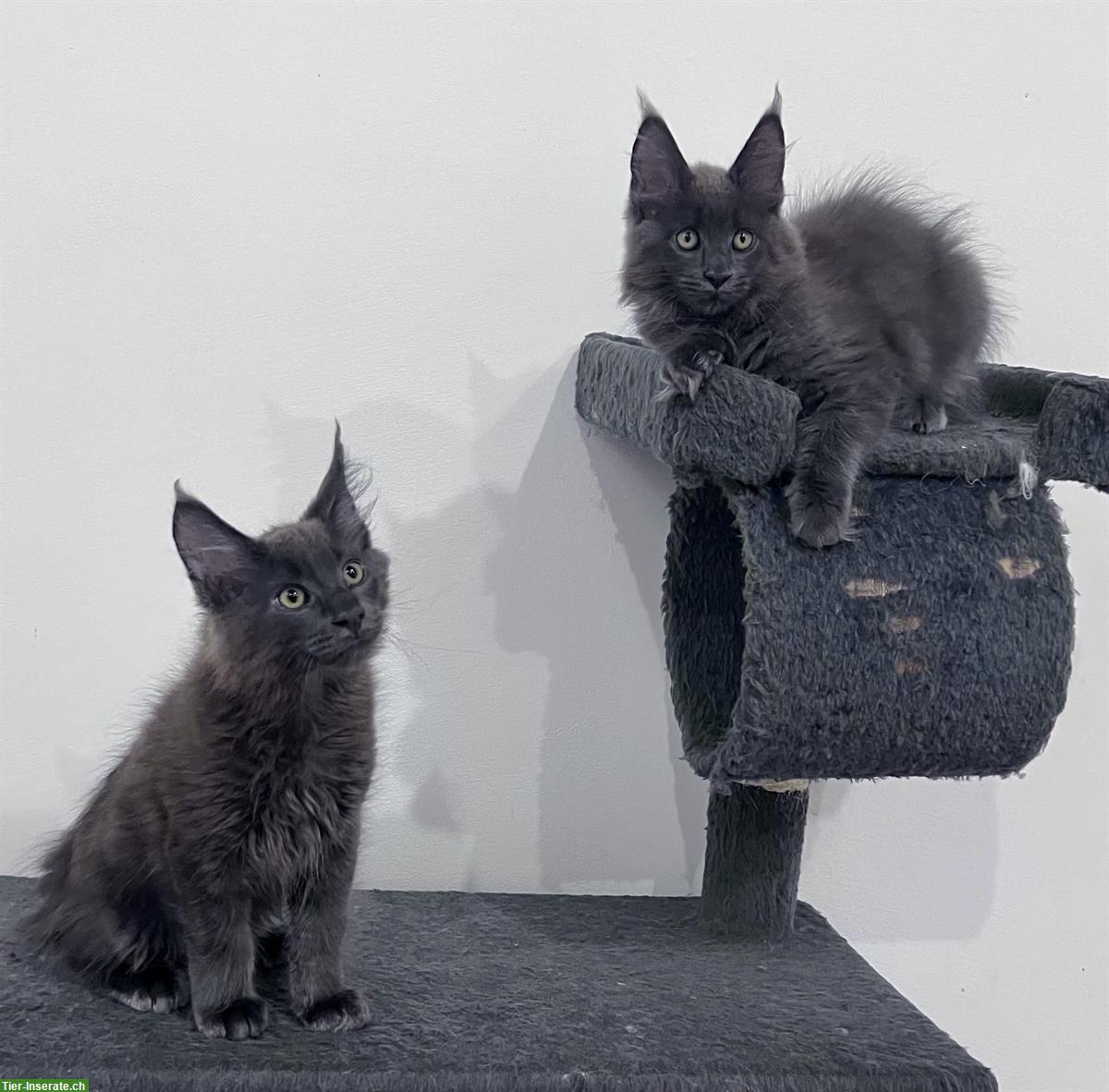 Bild 9: Maine Coon Kitten, reinrassig, sehr verspielt und verschmust