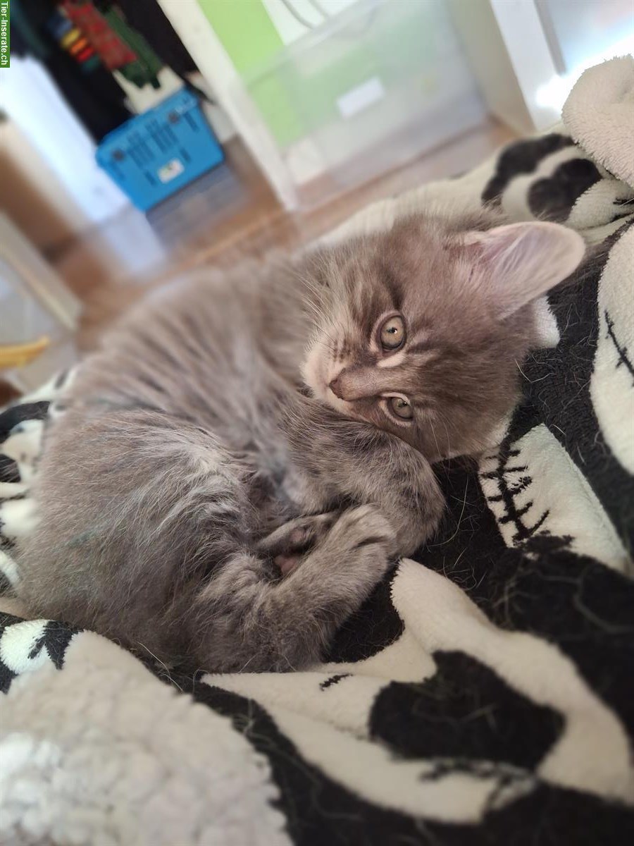 2 Maine Coon Büsis suchen ein für immer Zuhause