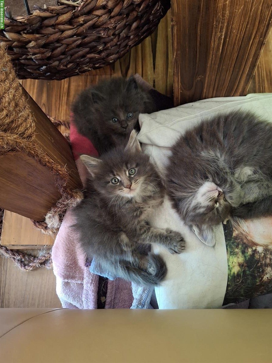 Bild 2: 2 Maine Coon Büsis suchen ein für immer Zuhause