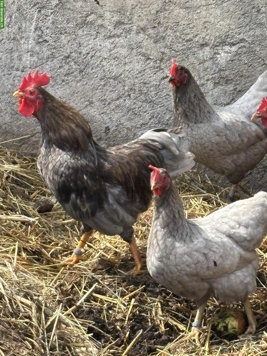 Zwergbarnevelder abzugeben