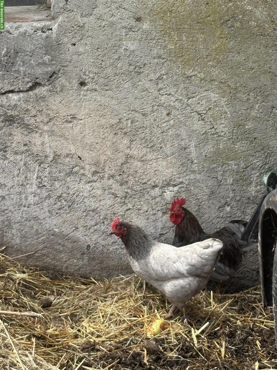 Bild 2: Zwergbarnevelder abzugeben