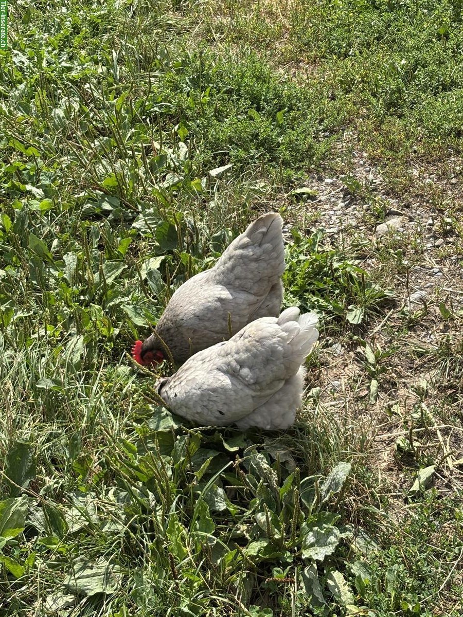 Bild 3: Zwergbarnevelder abzugeben