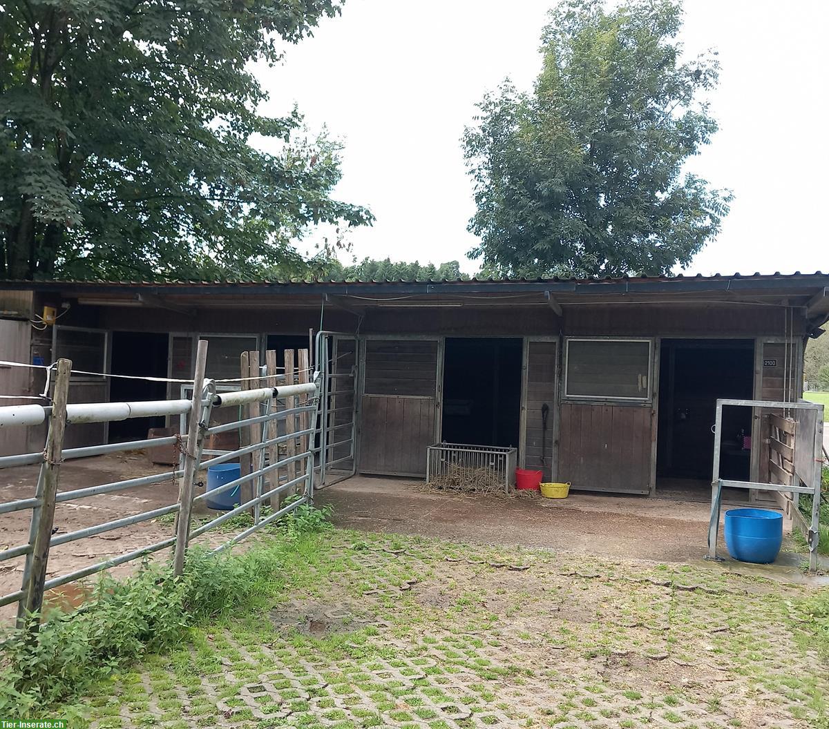 Freie Auslaufboxe für 1 oder 2 Pferde in Oberentfelden