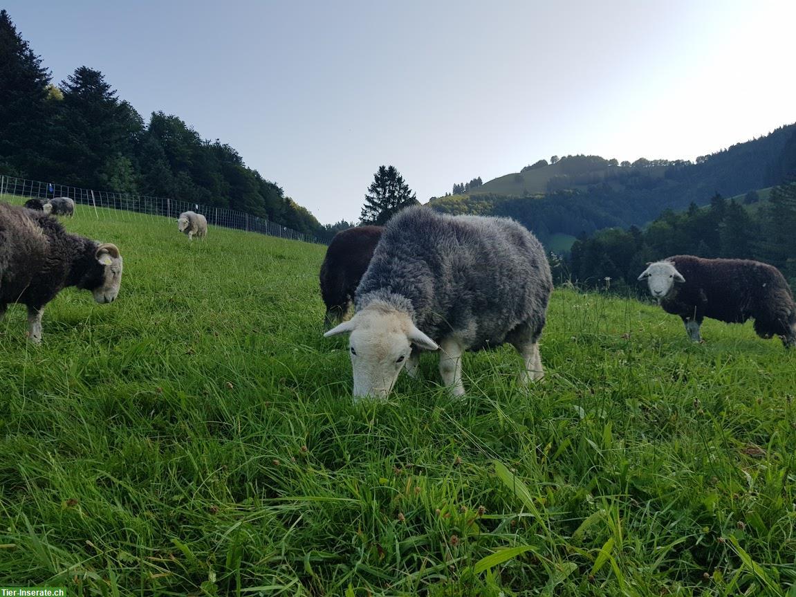 Herdwick-Schafe mit Bock zu verkaufen