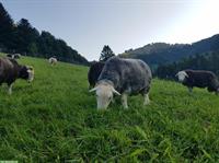 Herdwick-Schafe mit Bock zu verkaufen