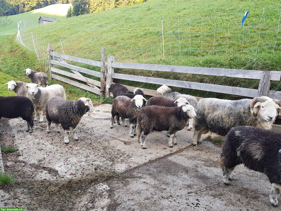 Bild 2: Herdwick-Schafe mit Bock zu verkaufen