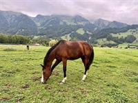 Reitbeteiligung gesucht in Frauenkappelen BE (Wohleiberg)