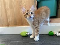 Junger, sehr anhänglicher Kater abzugeben