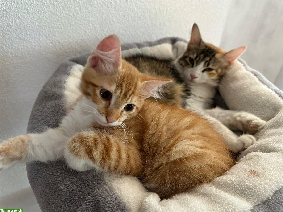 Bild 3: Junger, sehr anhänglicher Kater abzugeben