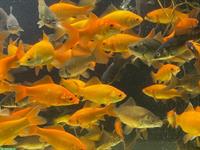 Goldfische 10/12cm und 5 CHF pro Fisch zu verkaufen