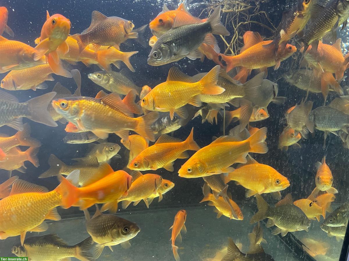 Bild 2: Goldfische 10/12cm und 5 CHF pro Fisch zu verkaufen