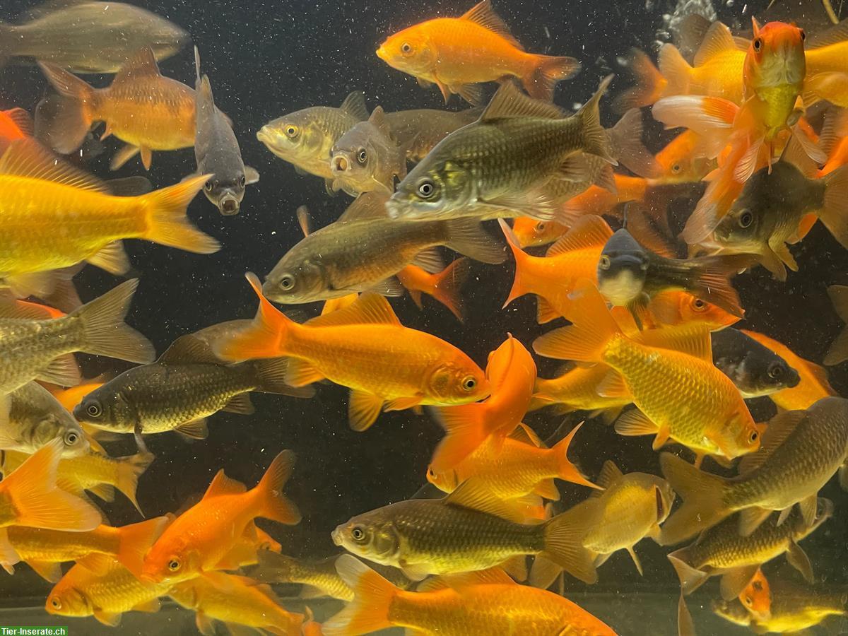 Bild 3: Goldfische 10/12cm und 5 CHF pro Fisch zu verkaufen