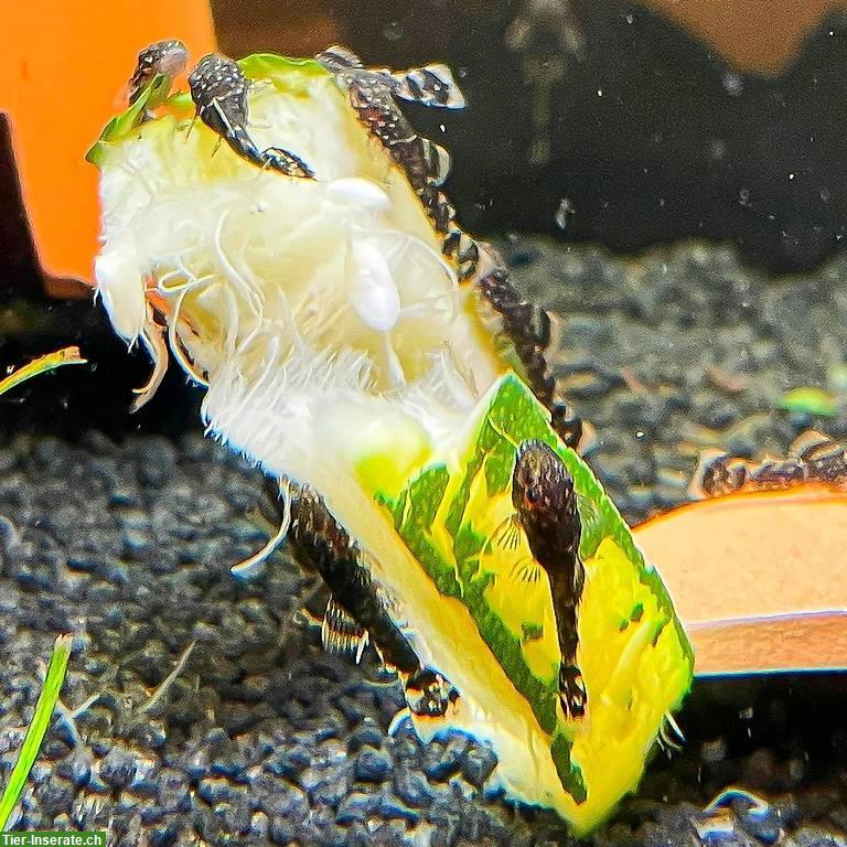 Bild 3: Junge Antennenwelse (Ancistrus) aus spezieller Verpaarung