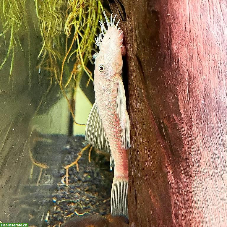 Bild 4: Junge Antennenwelse (Ancistrus) aus spezieller Verpaarung