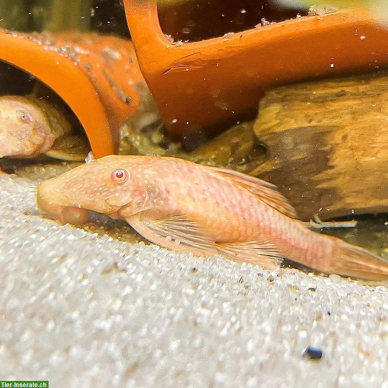 Bild 5: Junge Antennenwelse (Ancistrus) aus spezieller Verpaarung