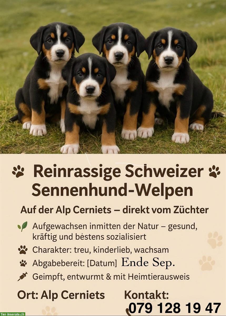 Schweizer Sennenhunde Welpen, reinrassig