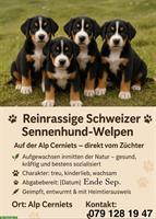 Schweizer Sennenhunde Welpen, reinrassig