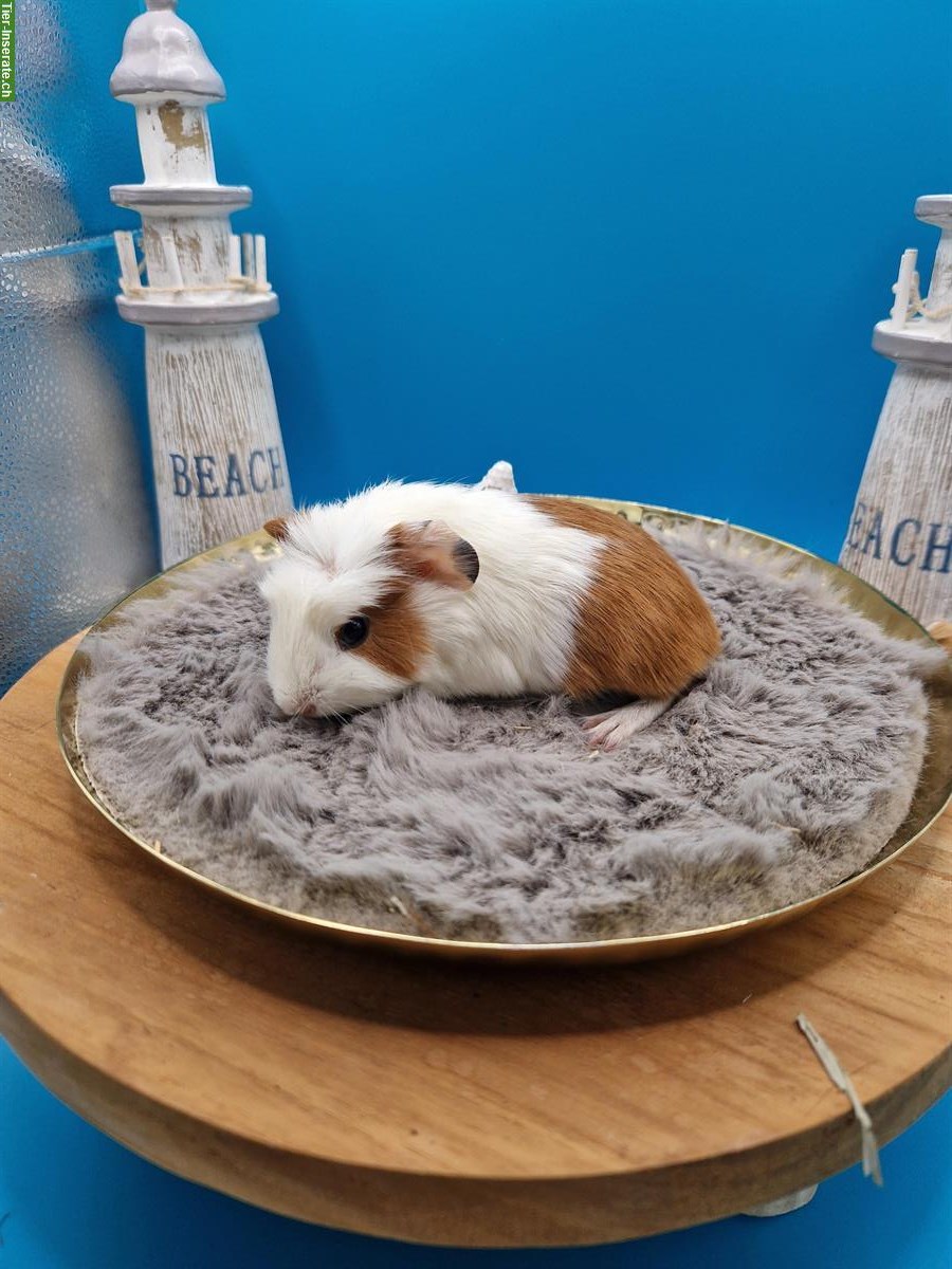 Glatthaar-Meerschweinchen Männchen suchen ein neues Zuhause
