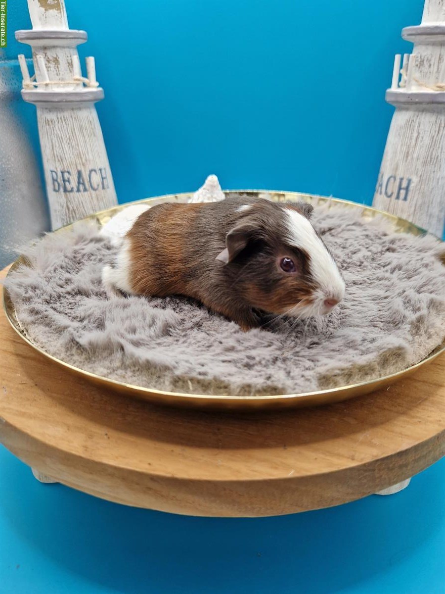 Bild 2: Glatthaar-Meerschweinchen Männchen suchen ein neues Zuhause