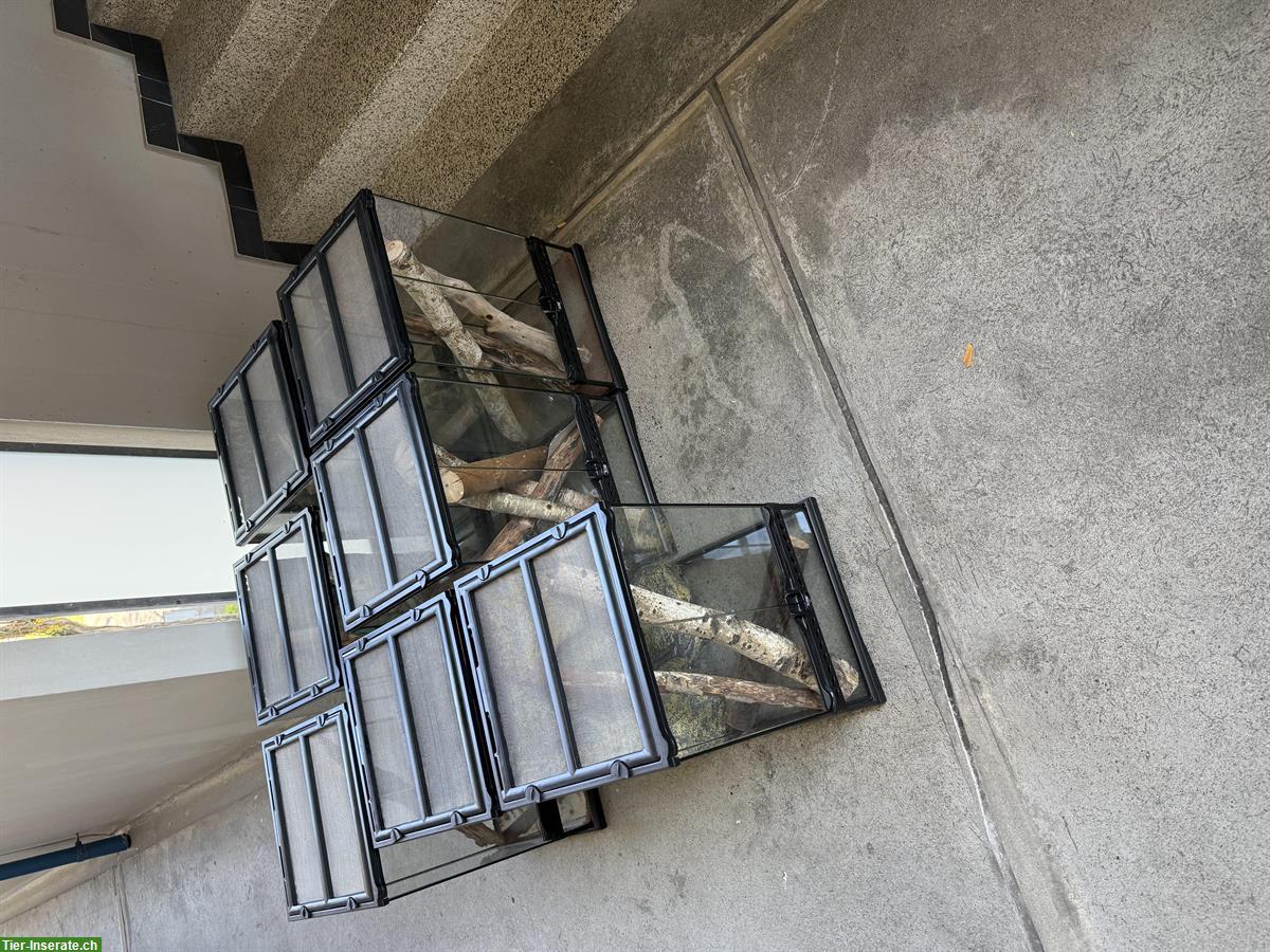 Bild 3: Kronengecko Extrem Harlequin zu verkaufen