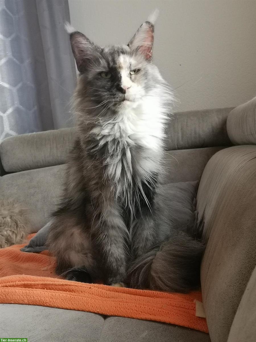 Maine Coon Kastraten zu verkaufen