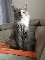 Maine Coon Kastraten zu verkaufen