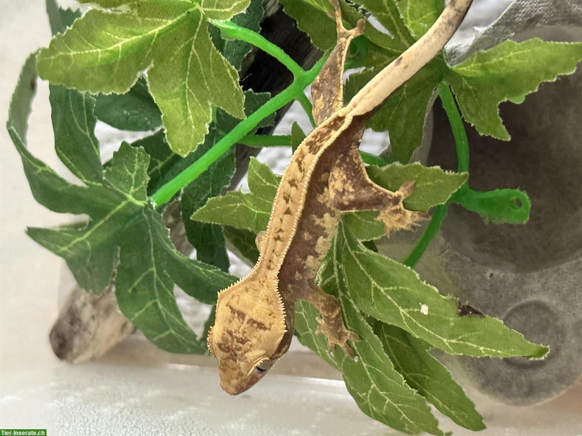 Bild 5: Verkaufe Kronengecko High White